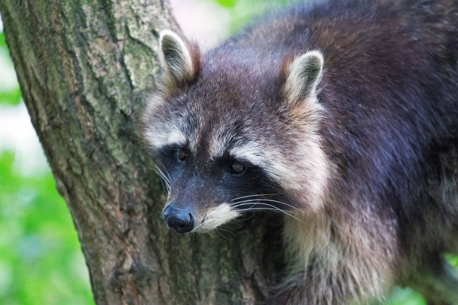 State-compliant raccoon removal
