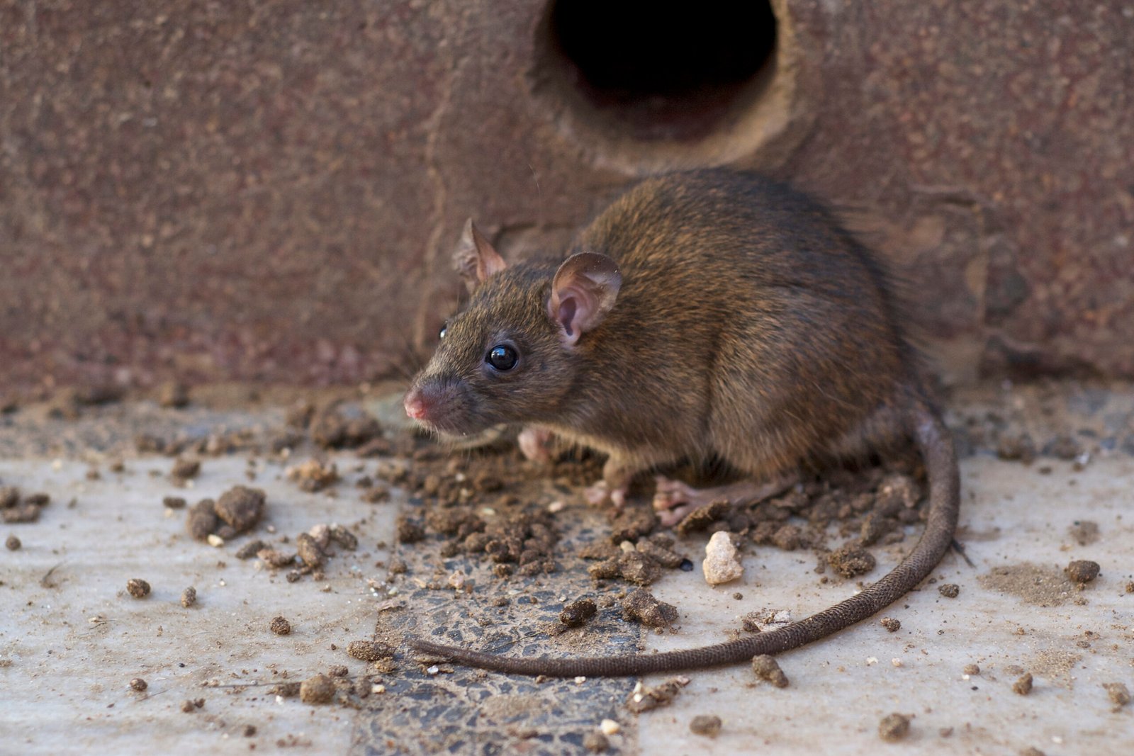 rodent damage