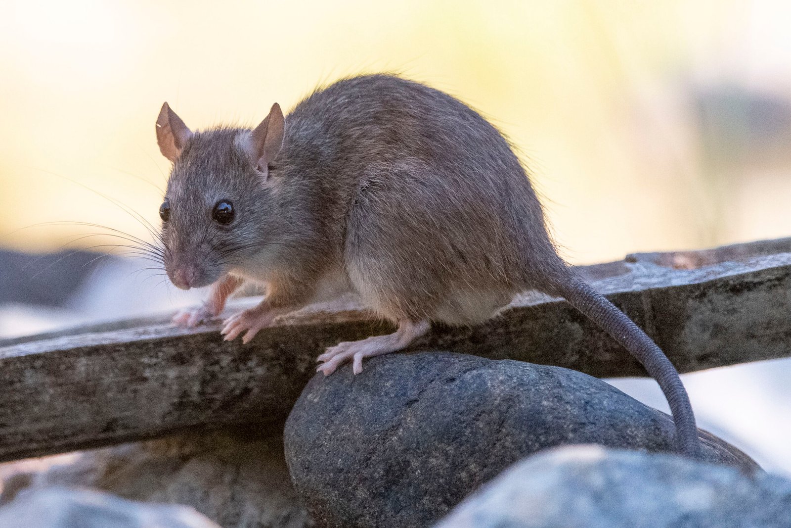 Rodent Expert