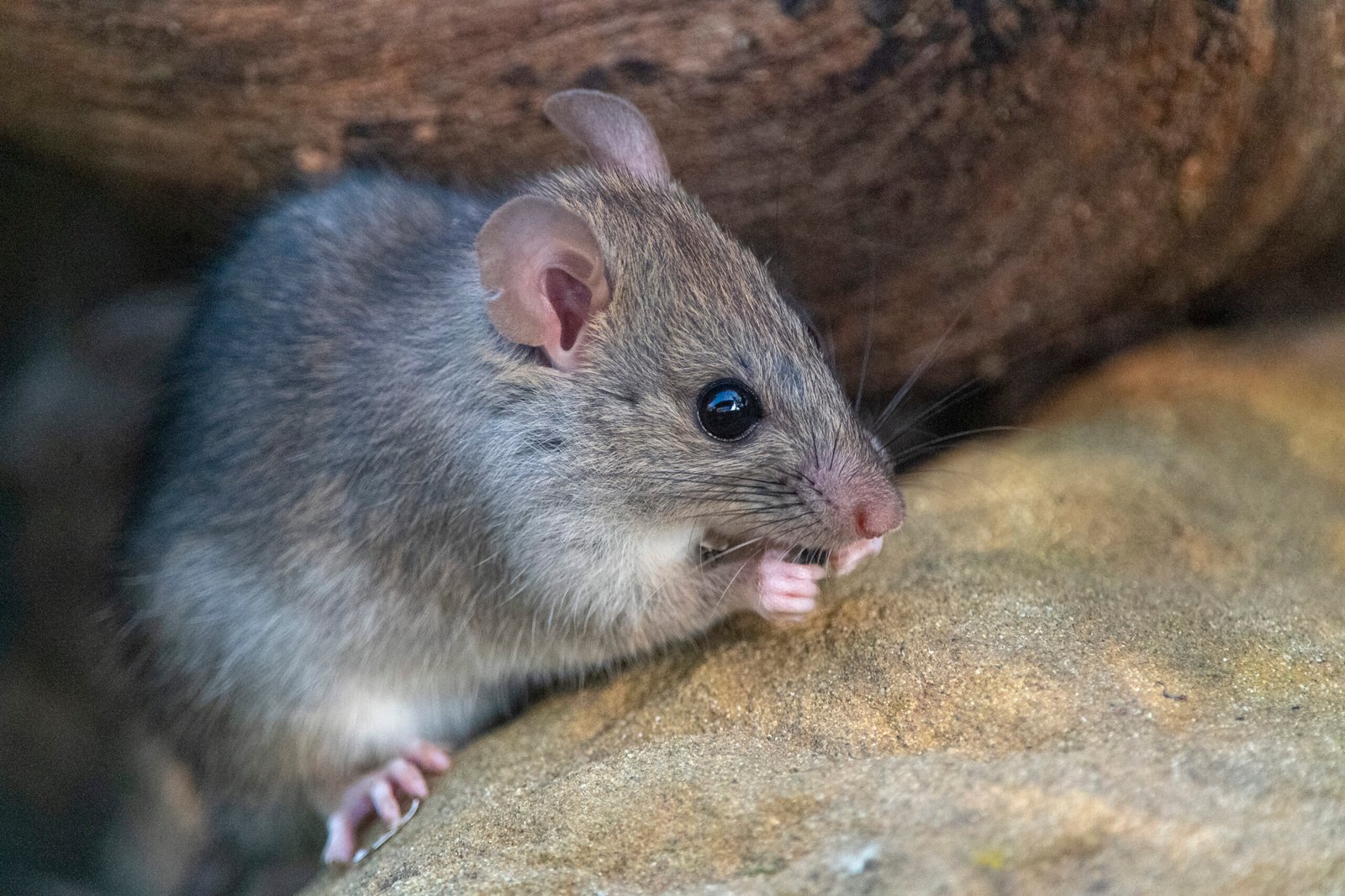 Rat Control Methods