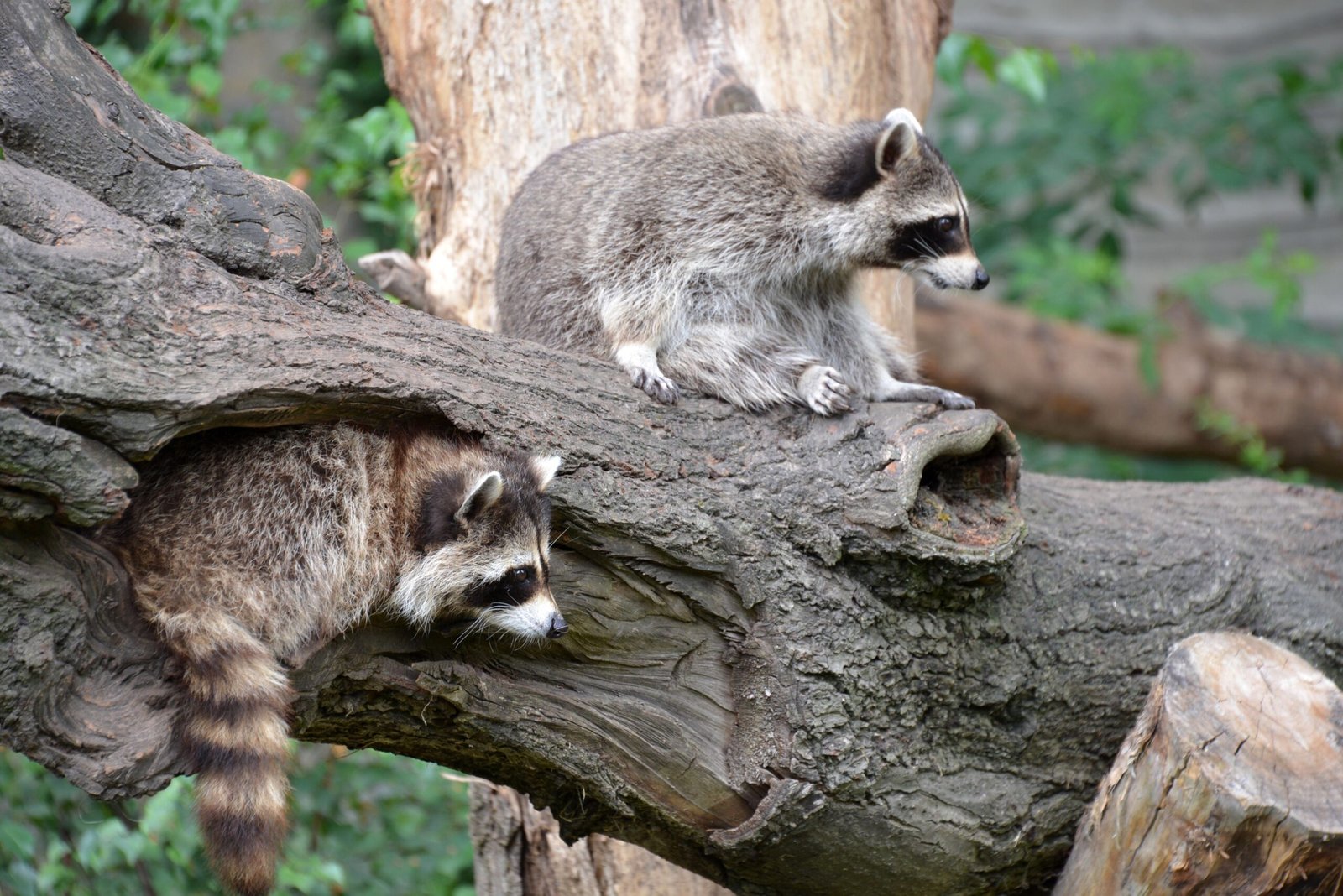 Wildlife and Animal Removal