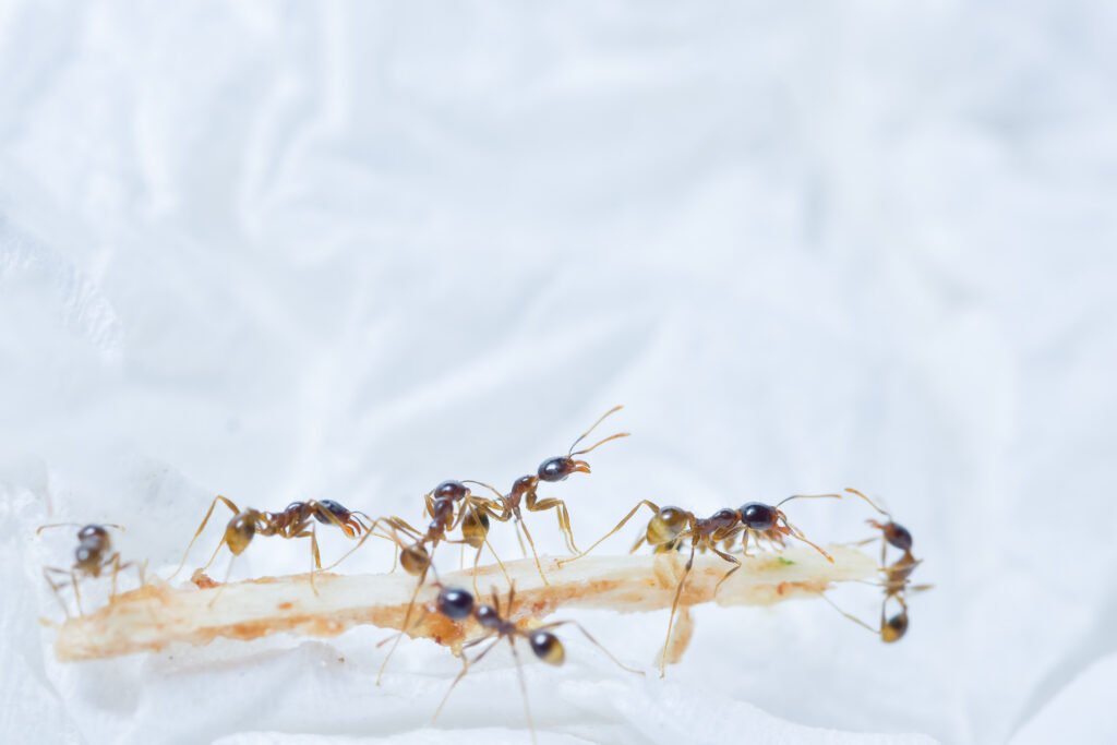 Trustworthy Ant Control