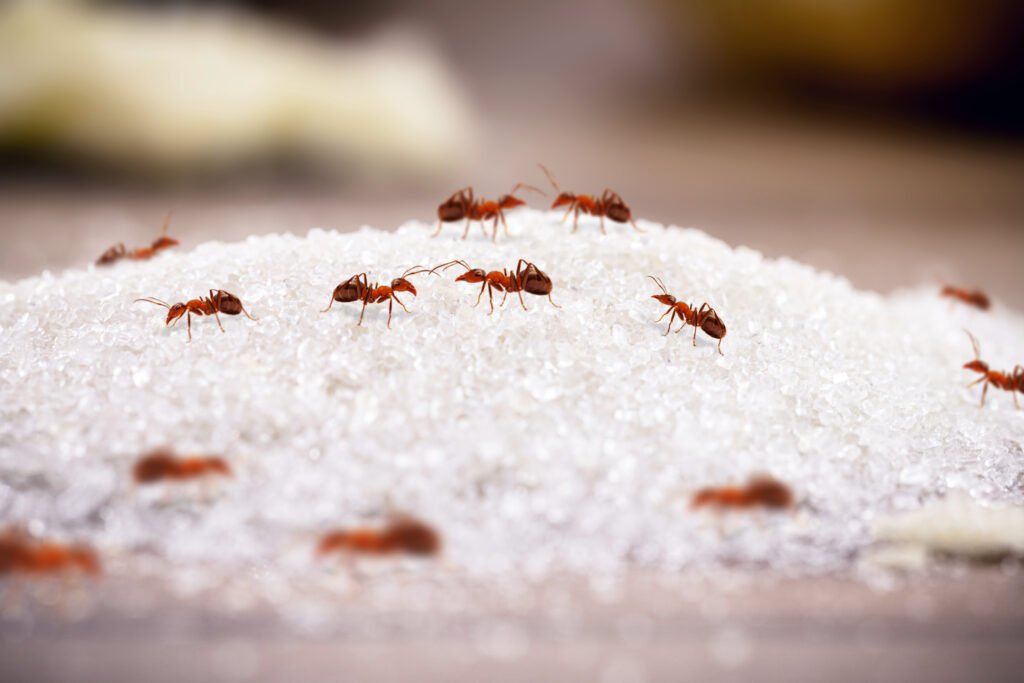Red Ants