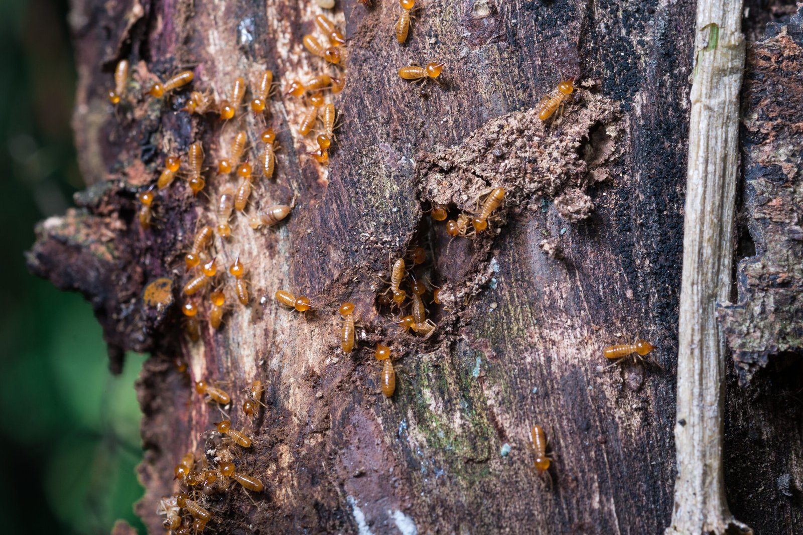 Wood damage caused by termites.