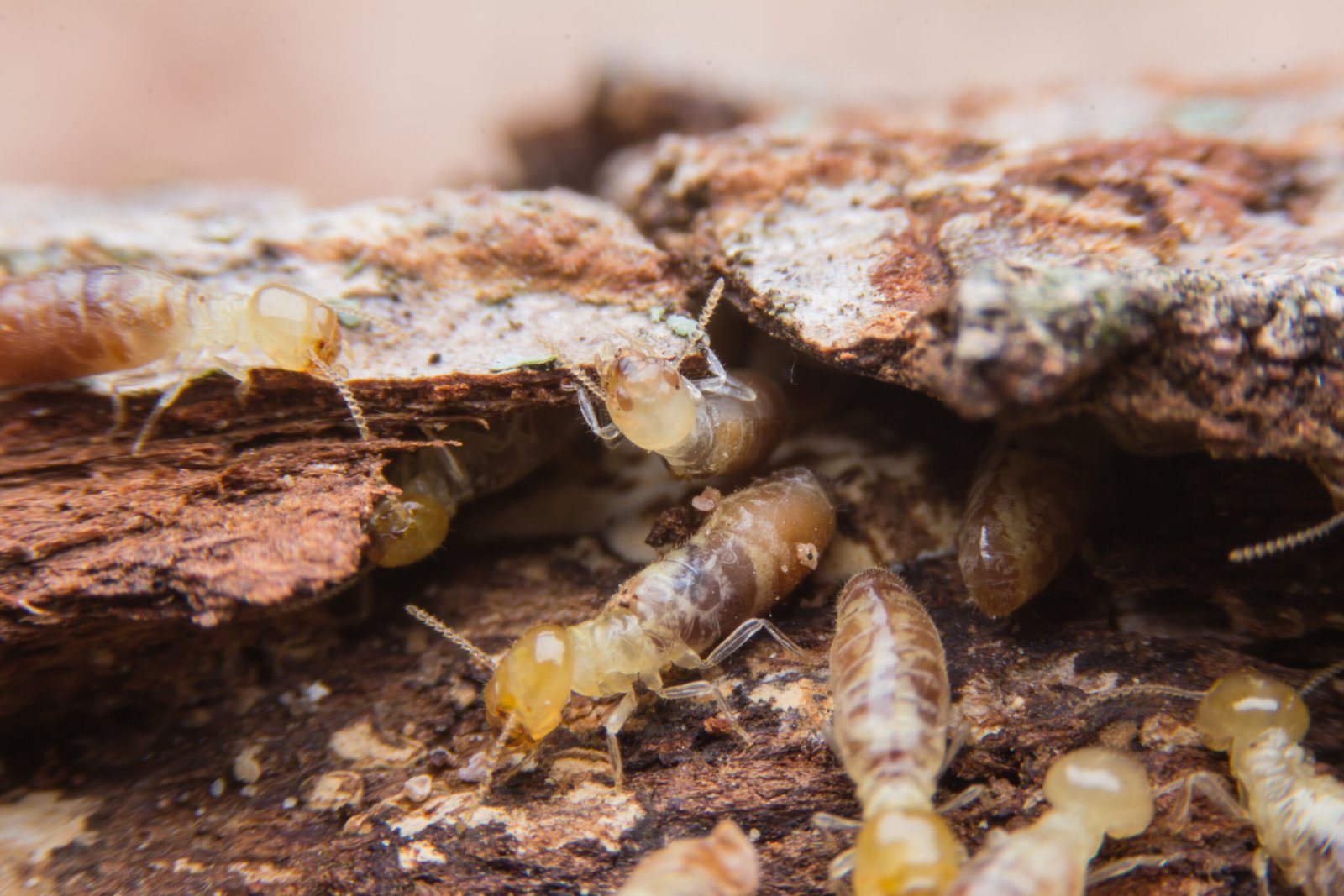 termites on decomposing wood.