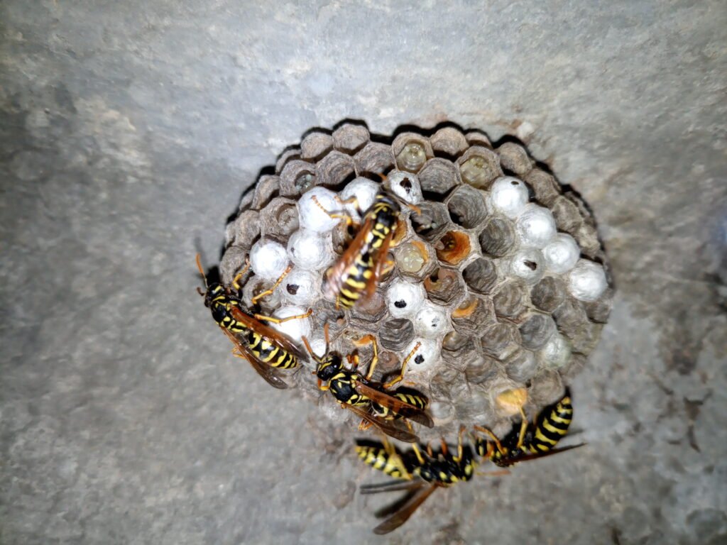Wasp species