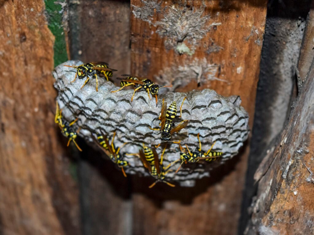Are wasps harmful?