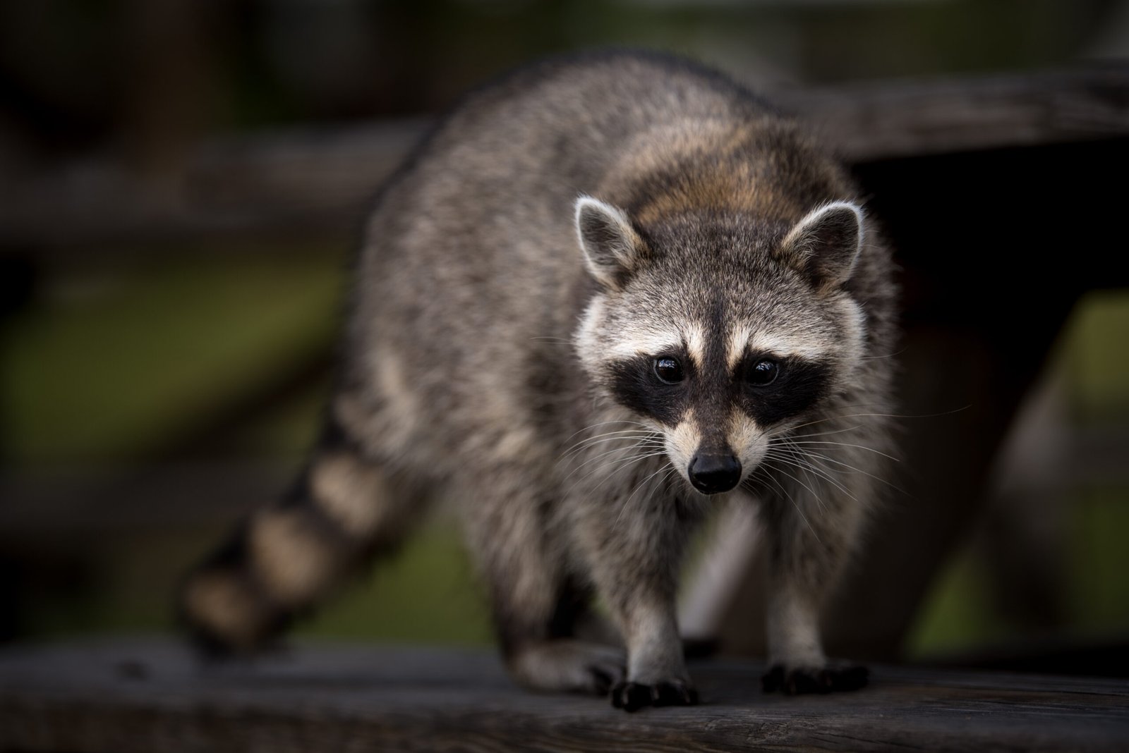 What happens if you get attacked by a raccoon?