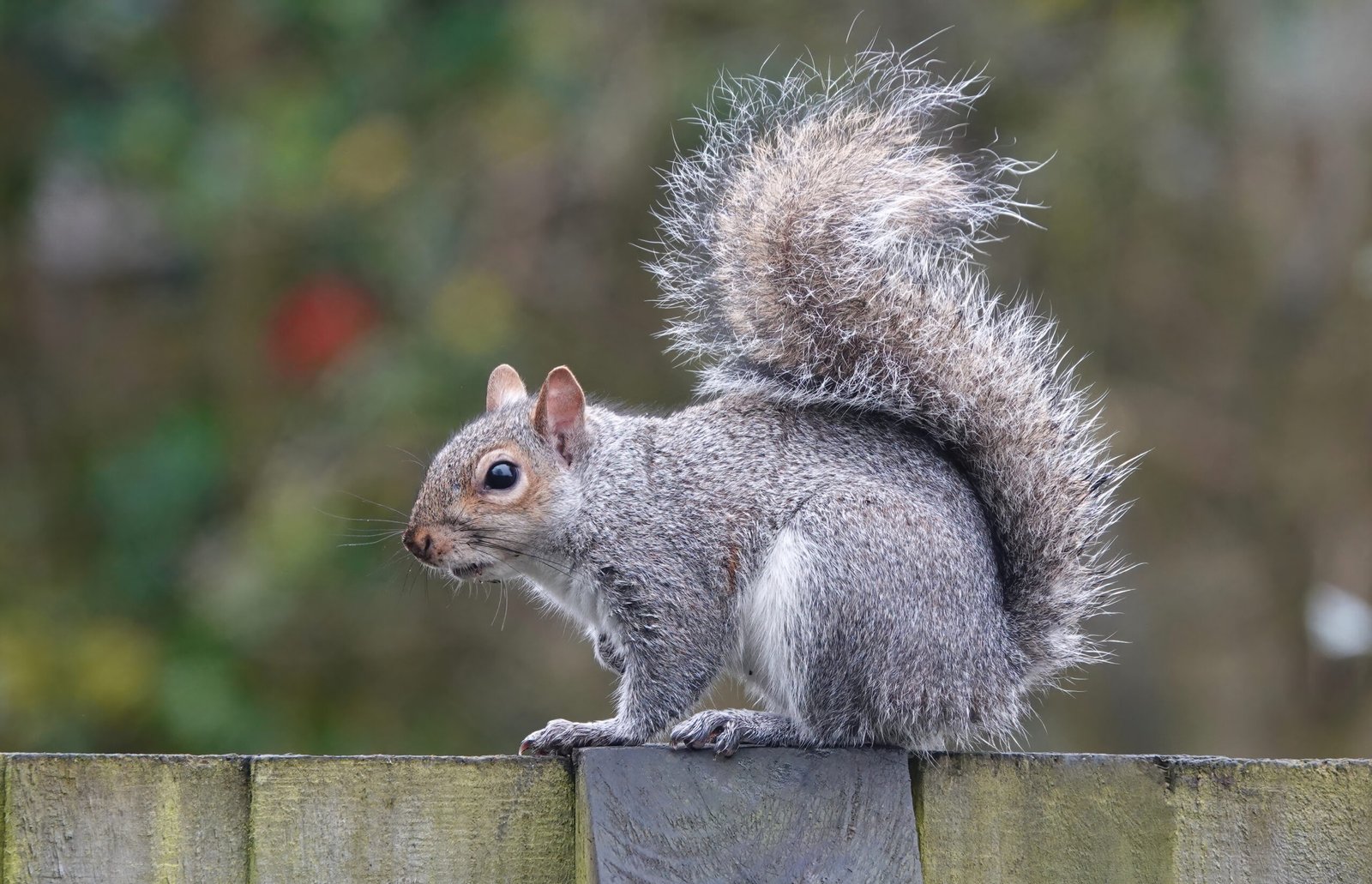 critter control hanover ma prices