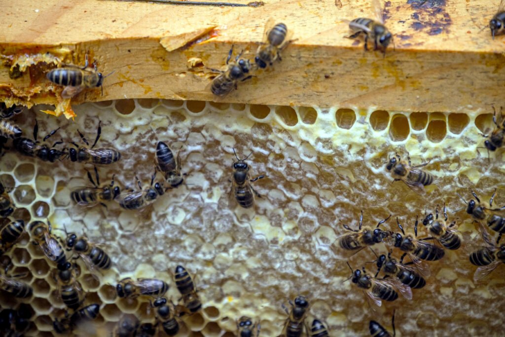 wasp house removal
