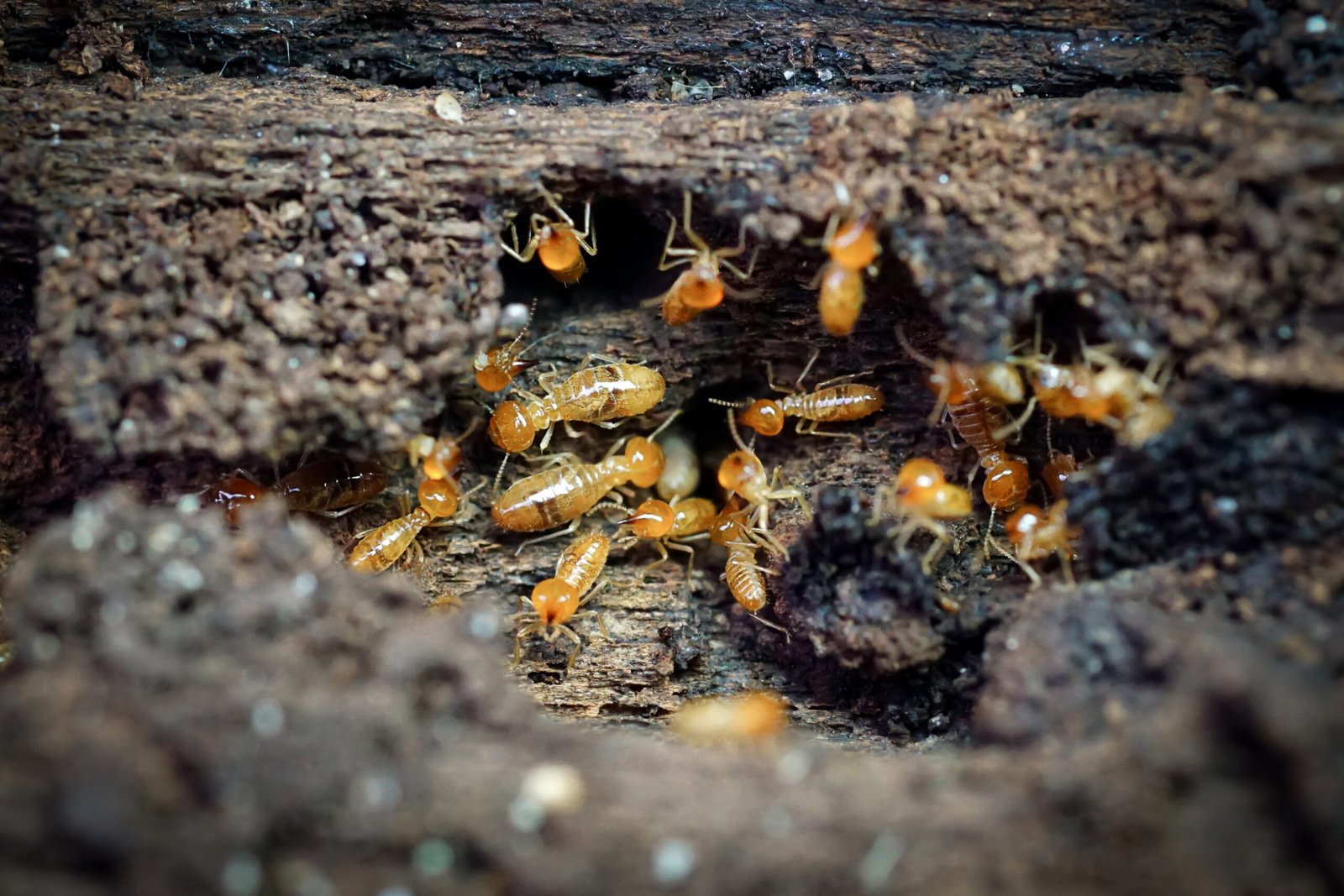 What are the first signs of termites?