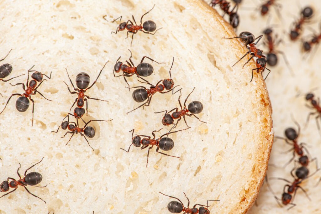 ants management
