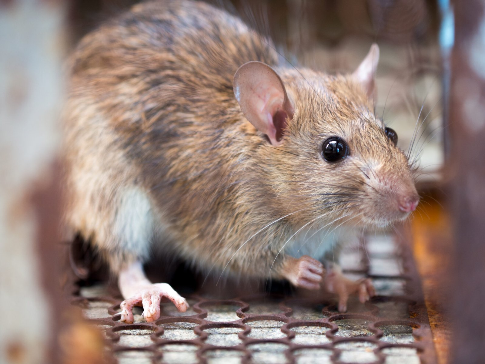 pest control for mice infestation