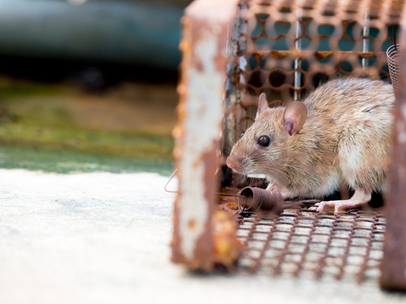 best rodent control massachusetts