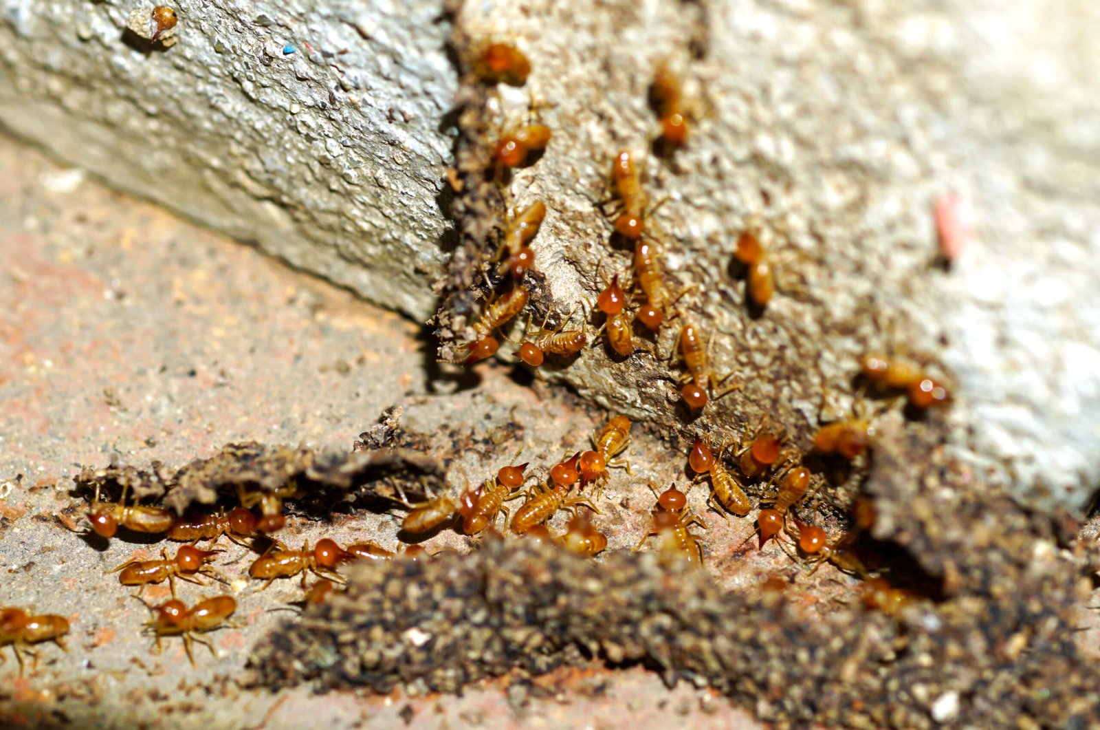 are termites considered pests