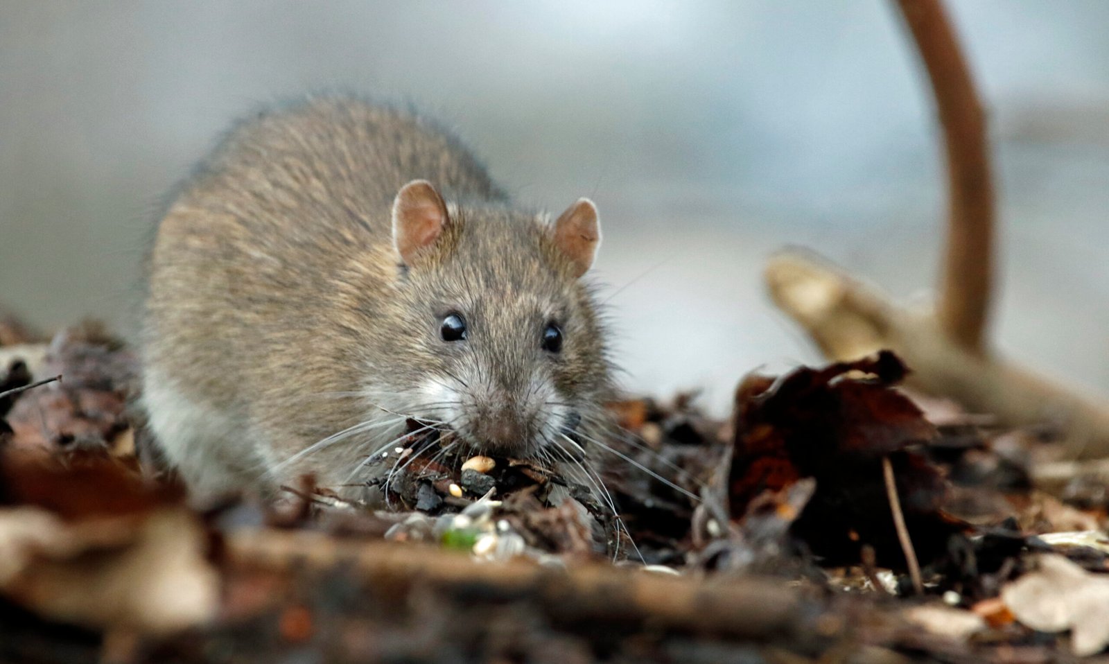 Natural rat control methods. Learn More