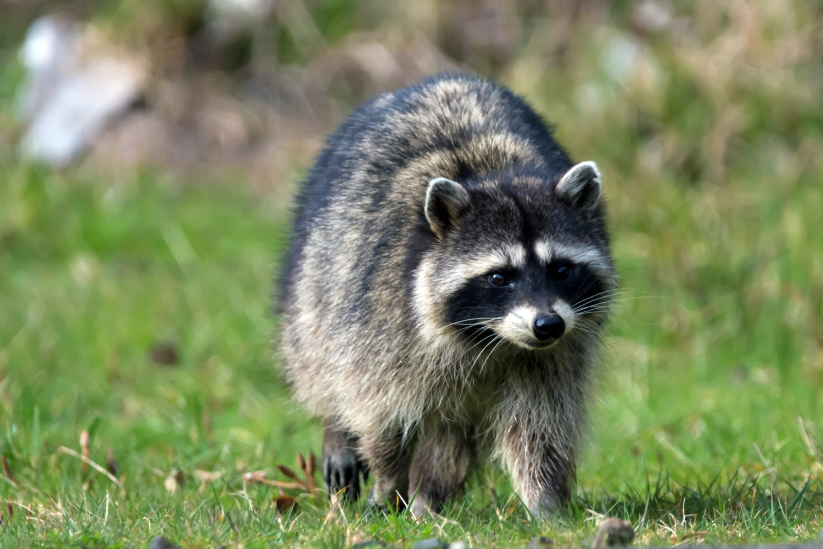 Best raccoon trappers in my area
