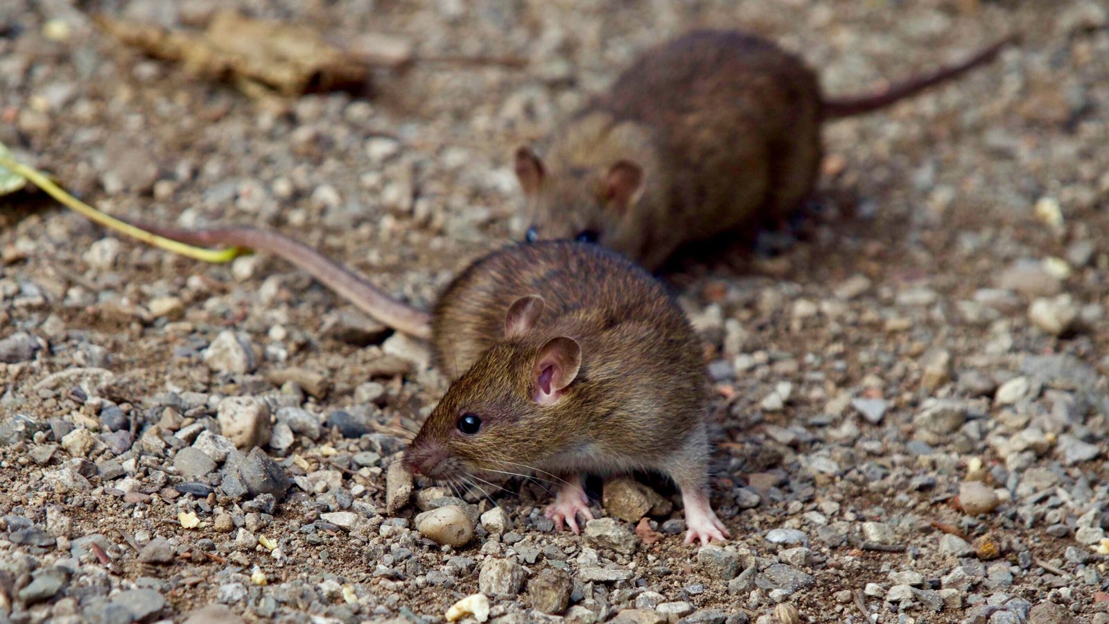 Rodent pest management