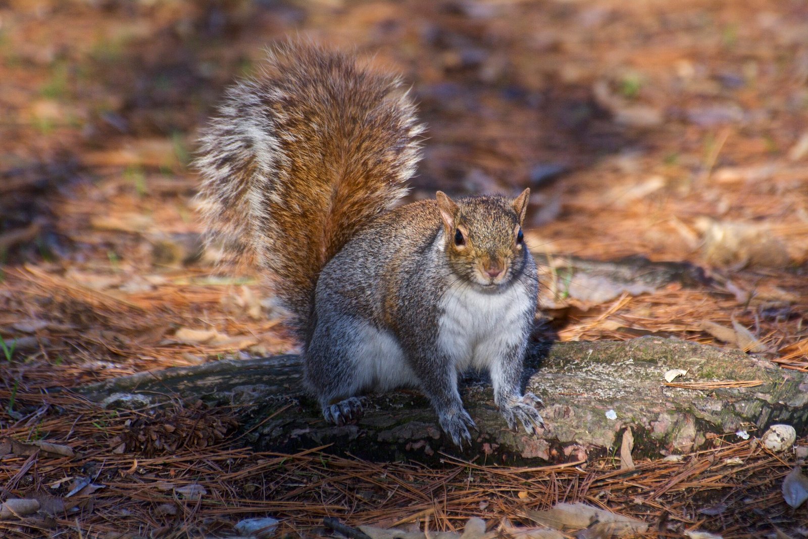 Squirrel trappers