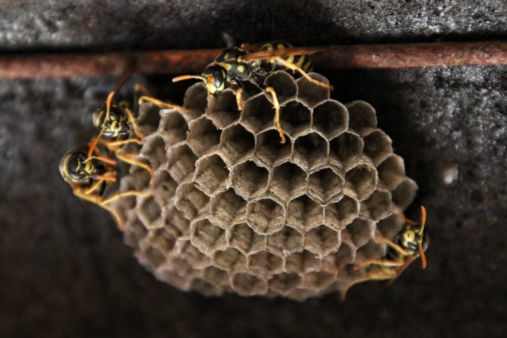 How to remove hornets from your house?