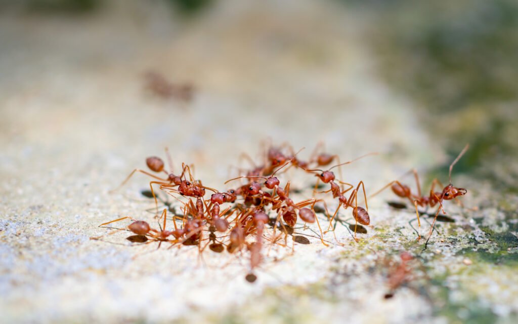 Is it worth calling pest control for ants?