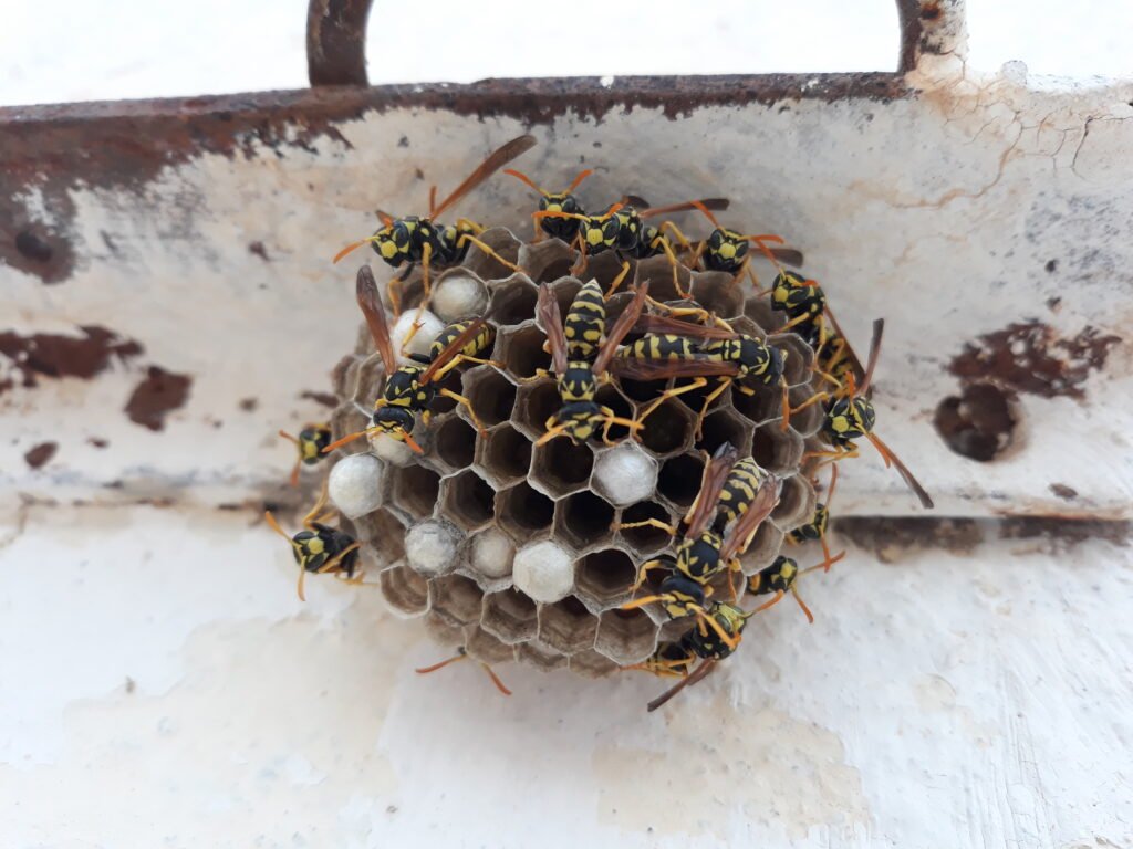 wasp control methods
