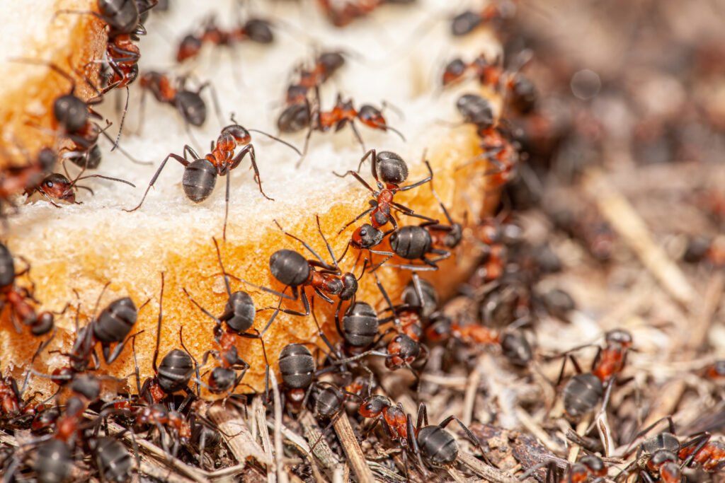 Best ant control Hanson MA USA