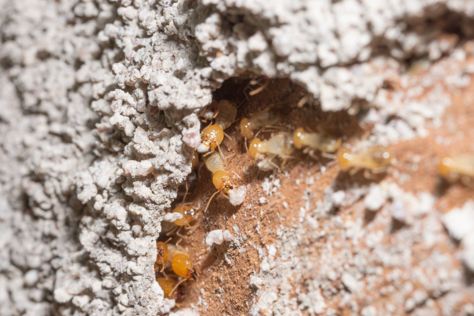 What is the best company to get rid of termites?