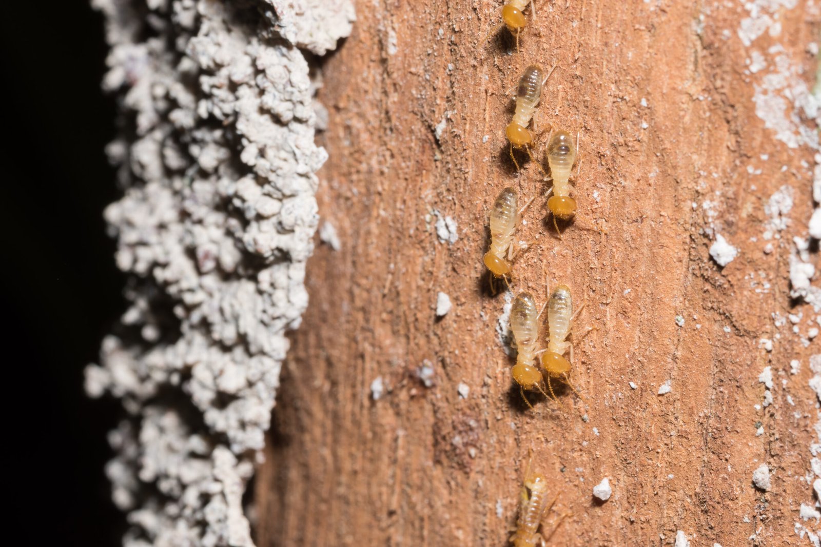 are termite contracts worth it?