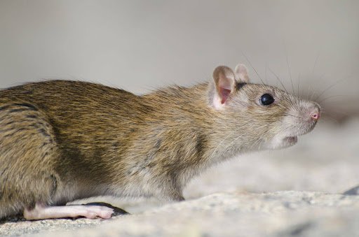 Rodent Control in Weymouth MA